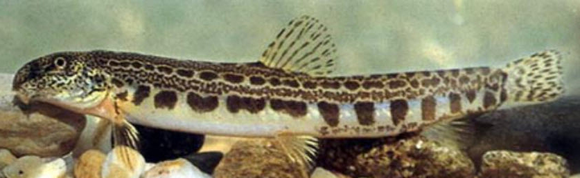 Cobitis vettonica_03.jpg